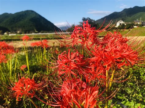 彼岸花 開花|彼岸花の見頃の時期はいつ？開花する期間や人気の名。